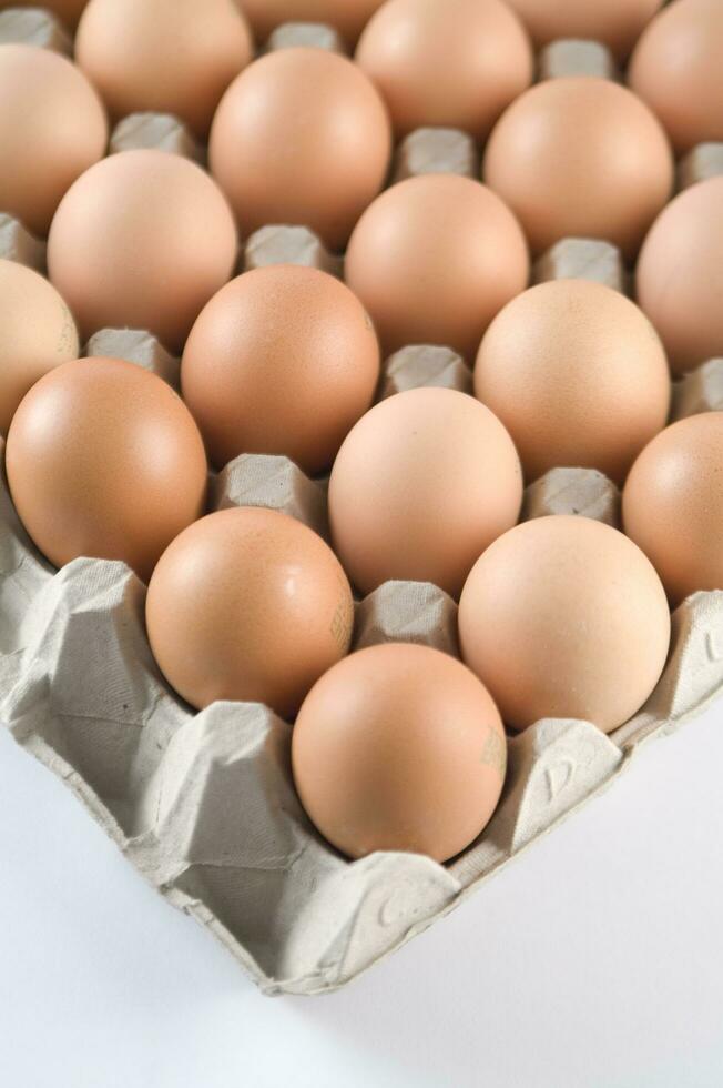 a single egg in a tray photo