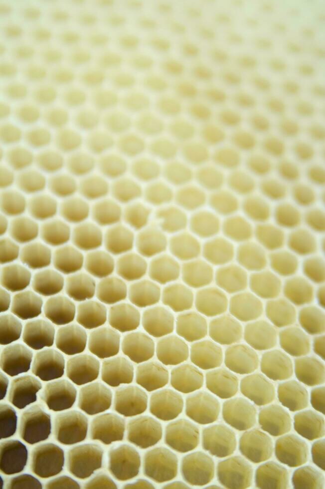 abeja urticaria para miel producción foto