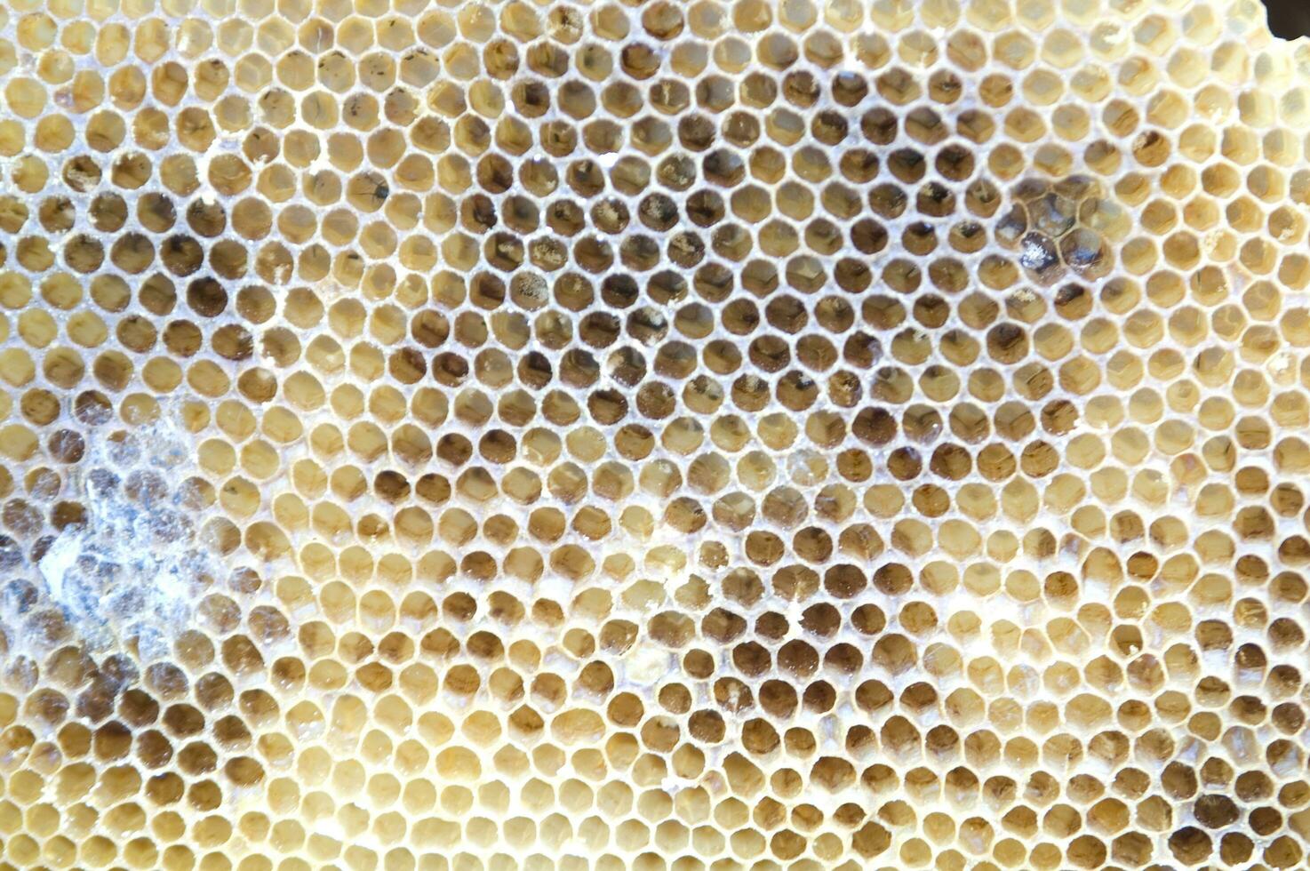 bee hives for honey production photo