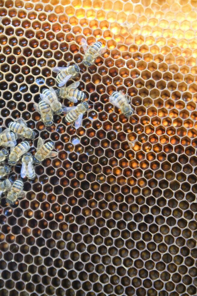 bee hives for honey production photo