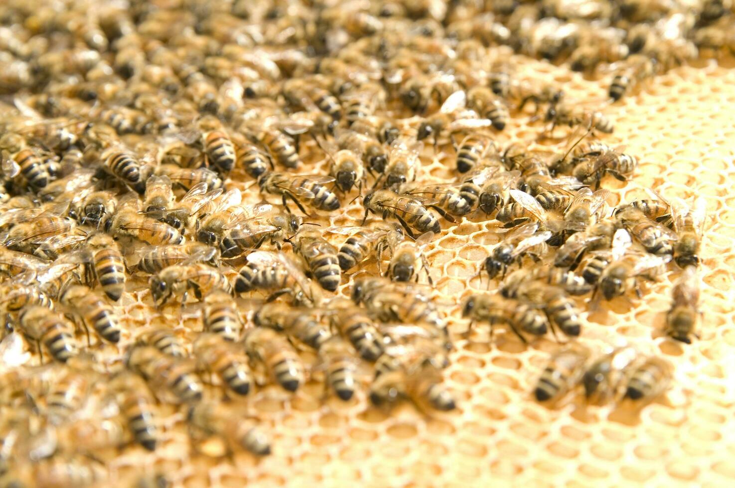 bee hives for honey production photo