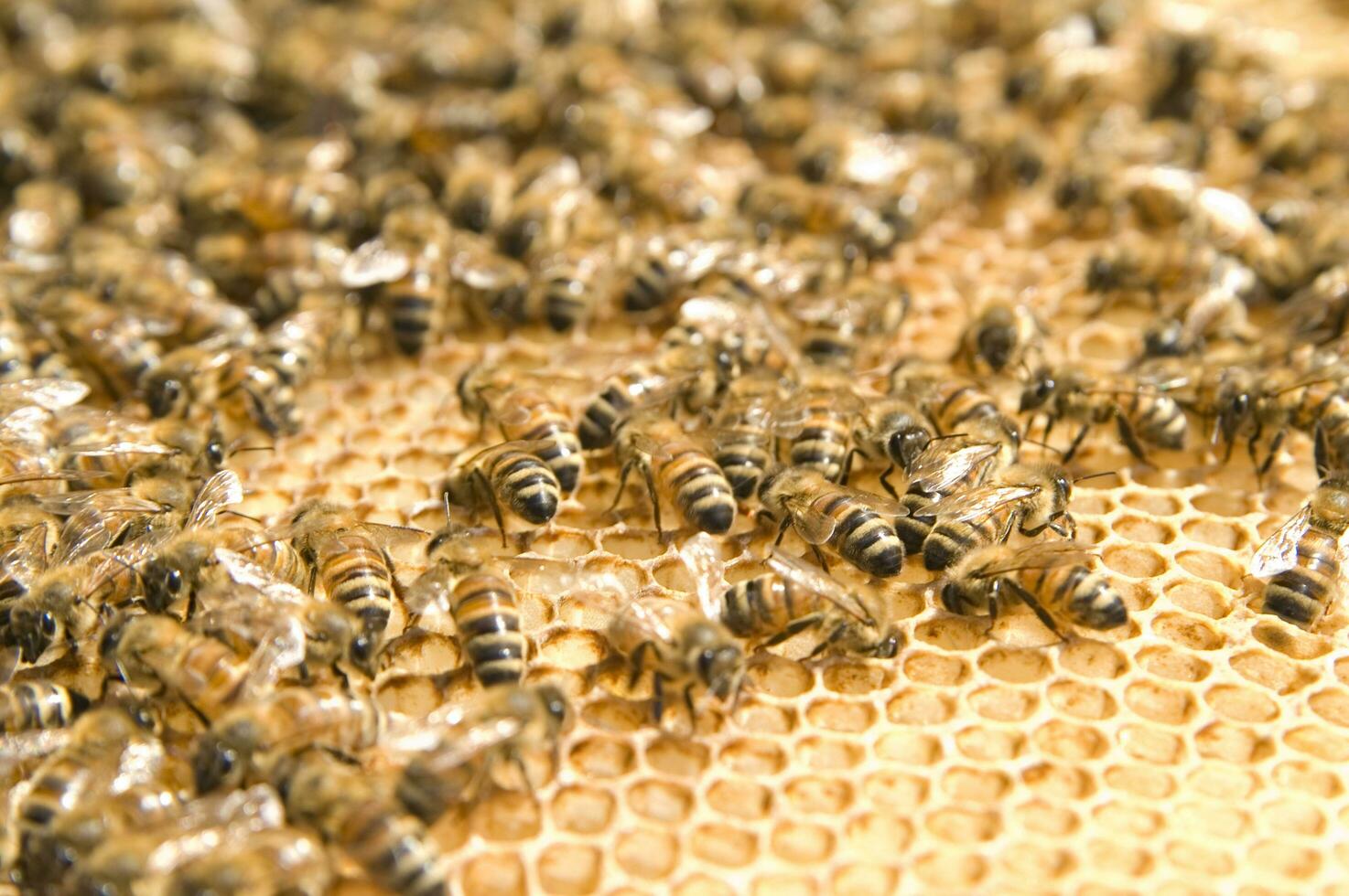 bee hives for honey production photo