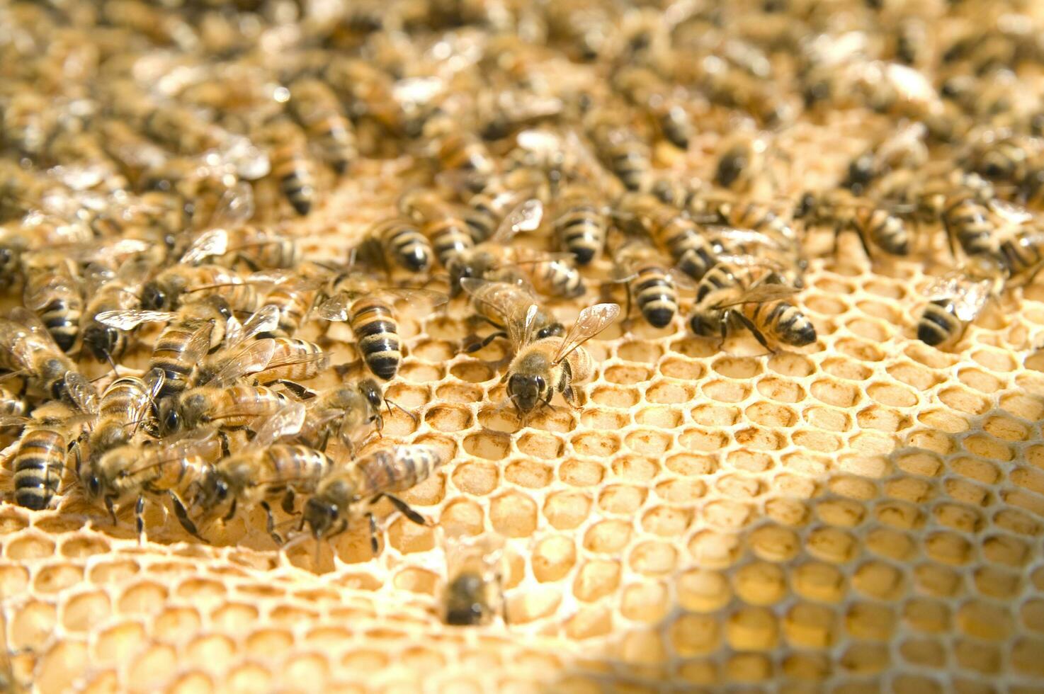 bee hives for honey production photo