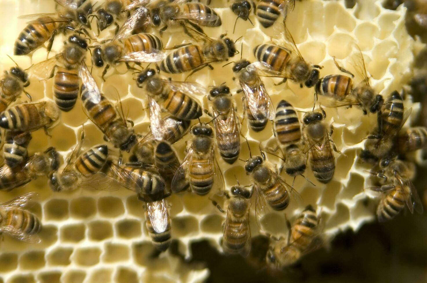 bee hives for honey production photo