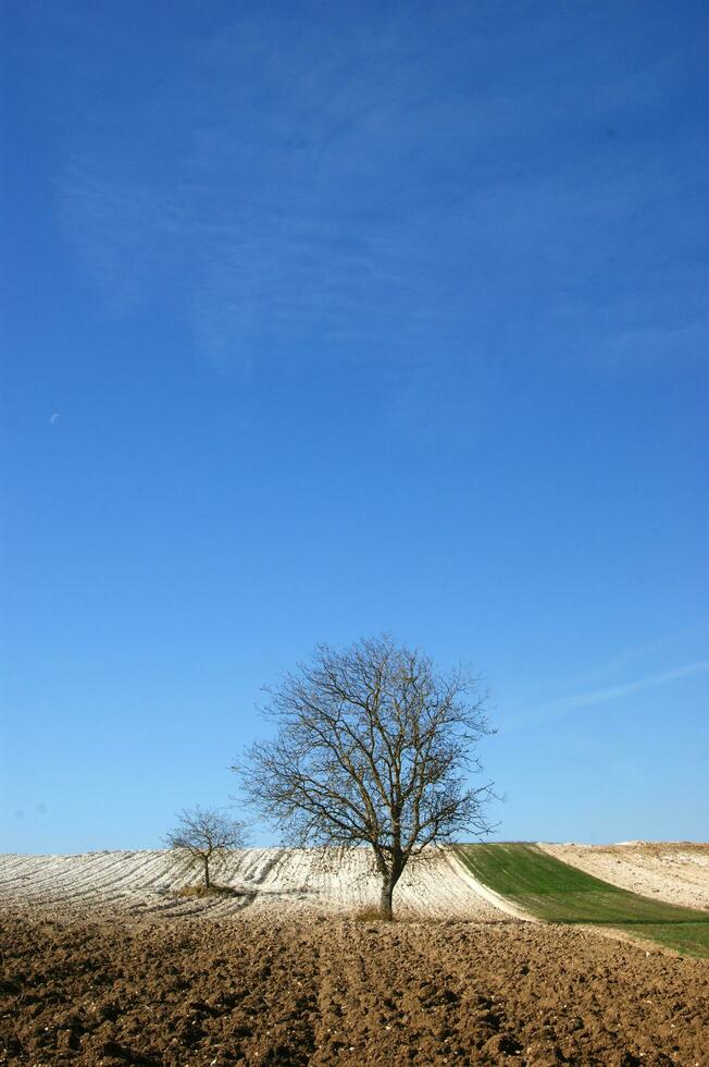 a lone tree in a field of dirt photo