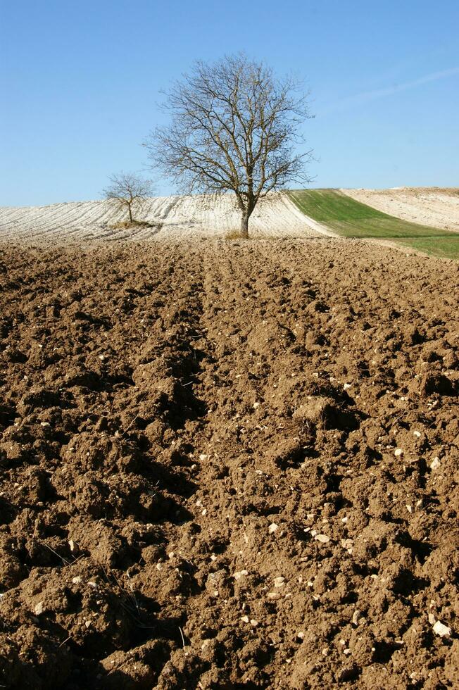 a lone tree in a field of dirt photo
