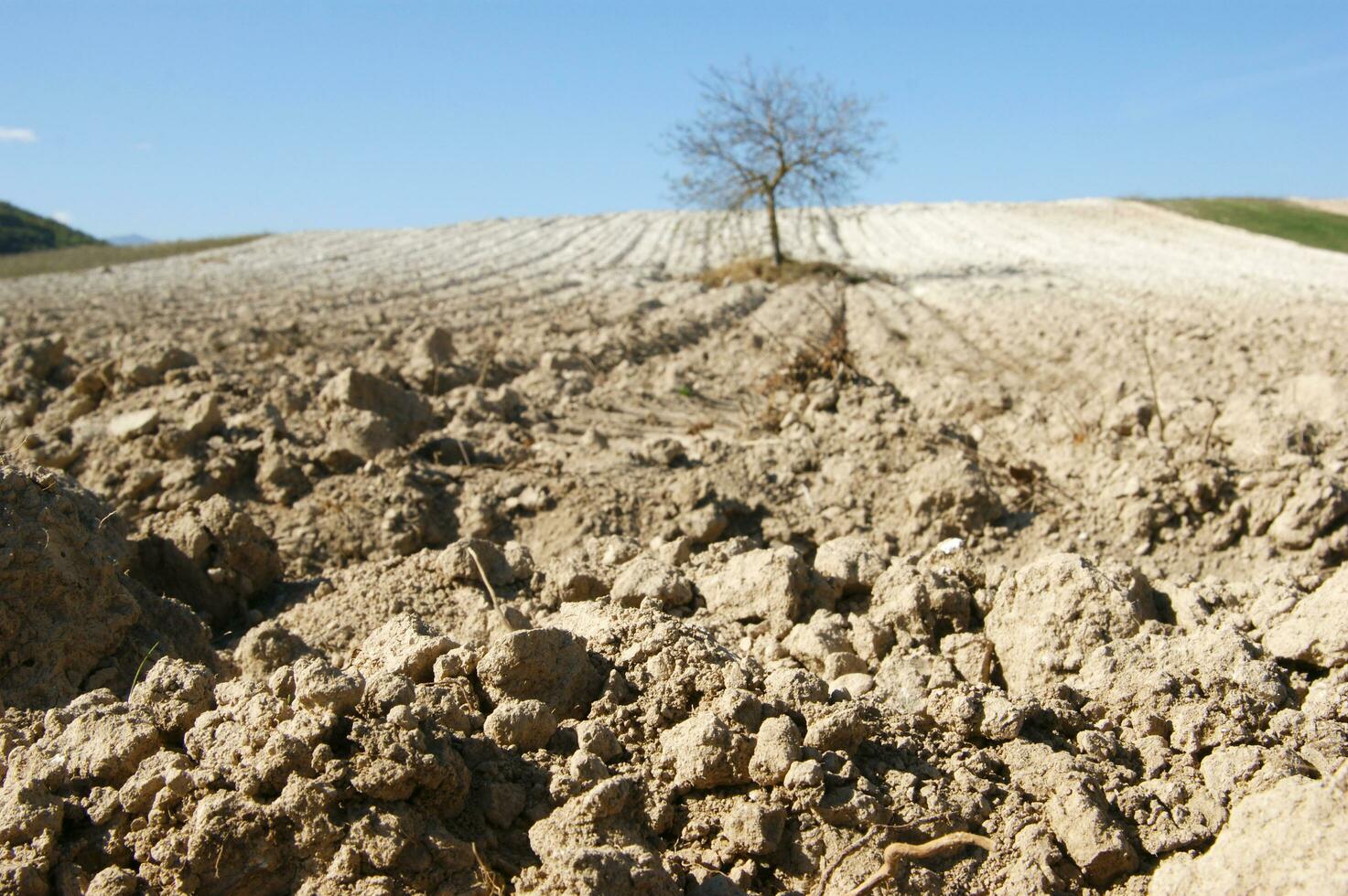 a lone tree in a field of dirt photo