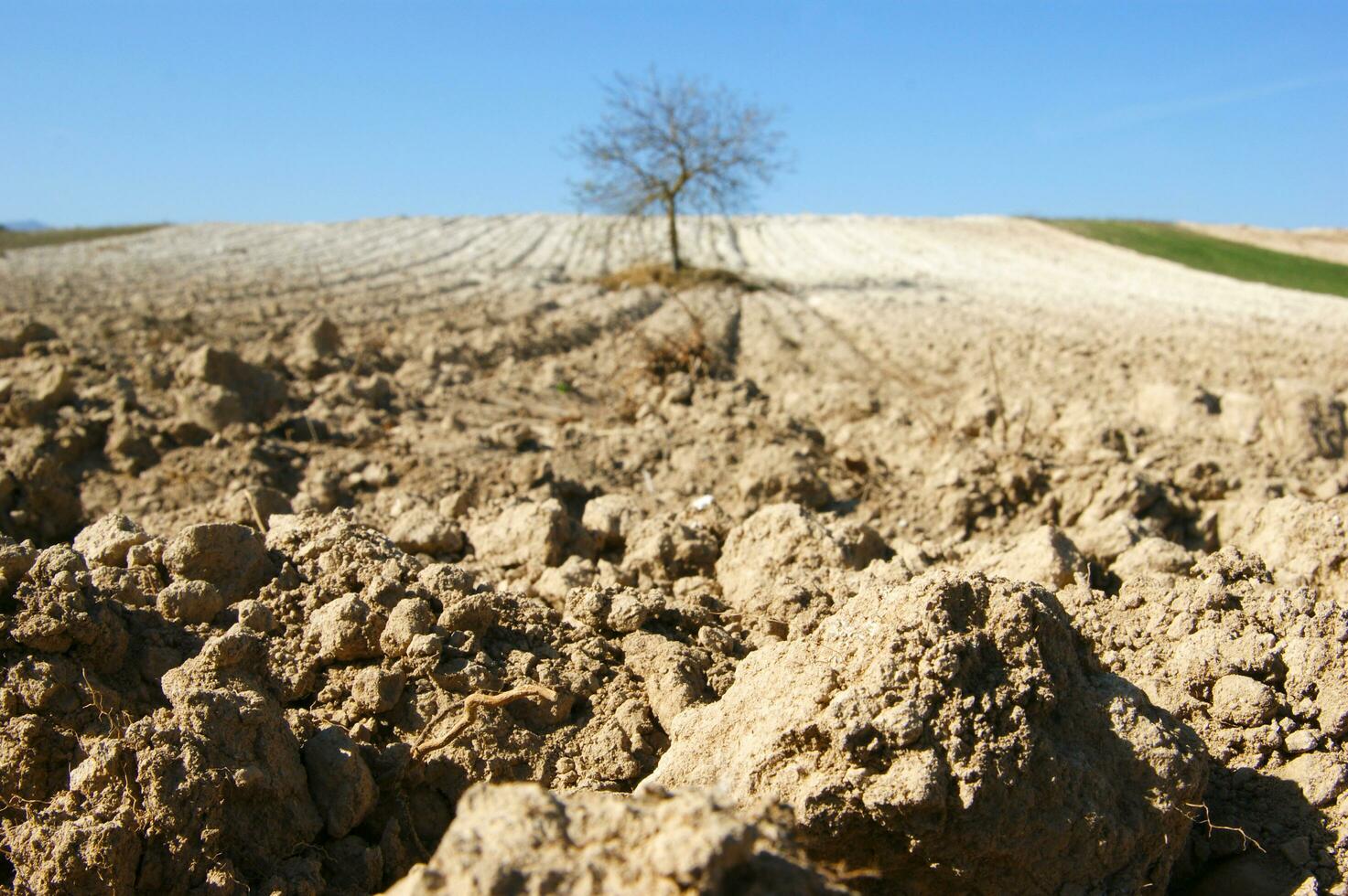 a lone tree in a field of dirt photo