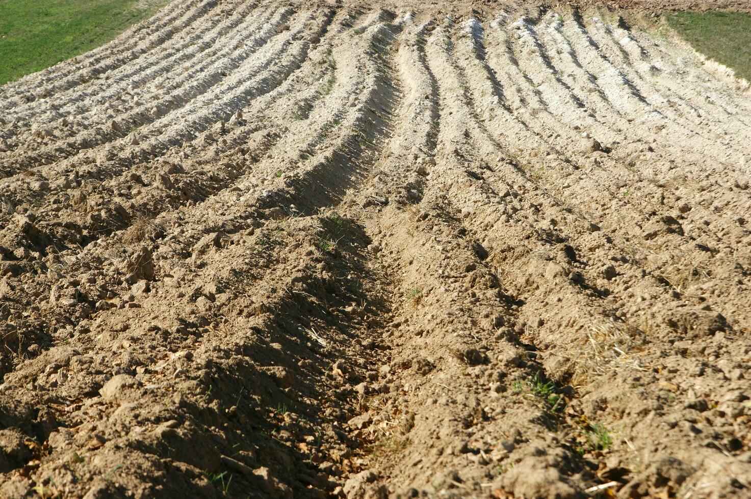a lone tree in a field of dirt photo