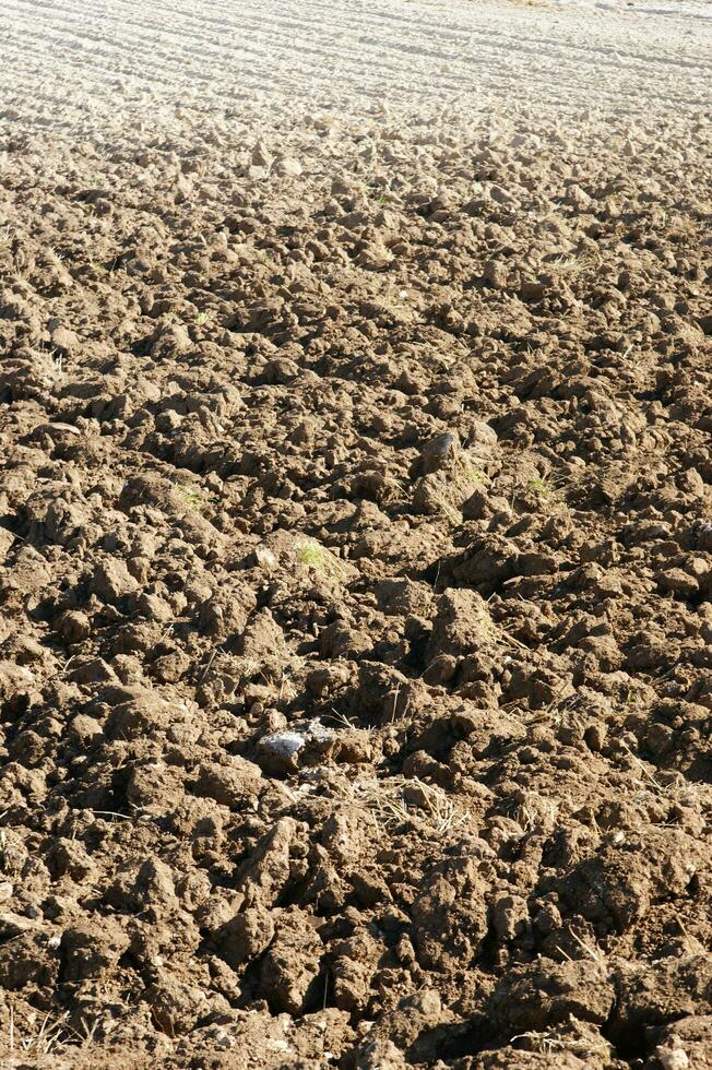a lone tree in a field of dirt photo