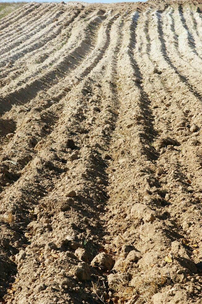 a lone tree in a field of dirt photo