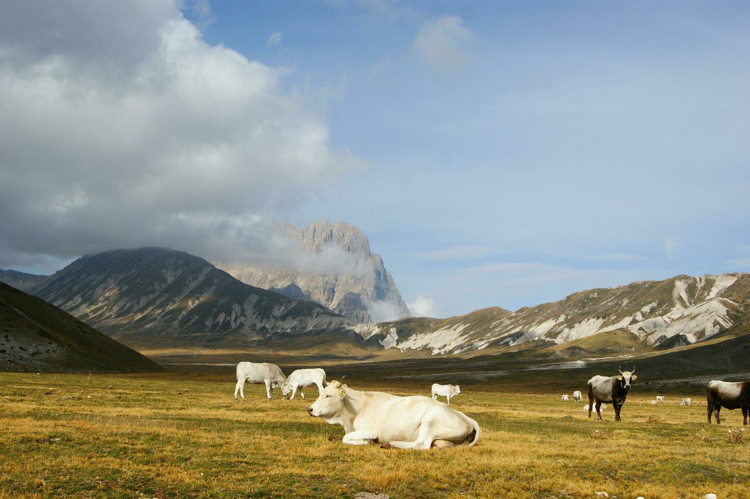 mountain landscape grazing animals photo