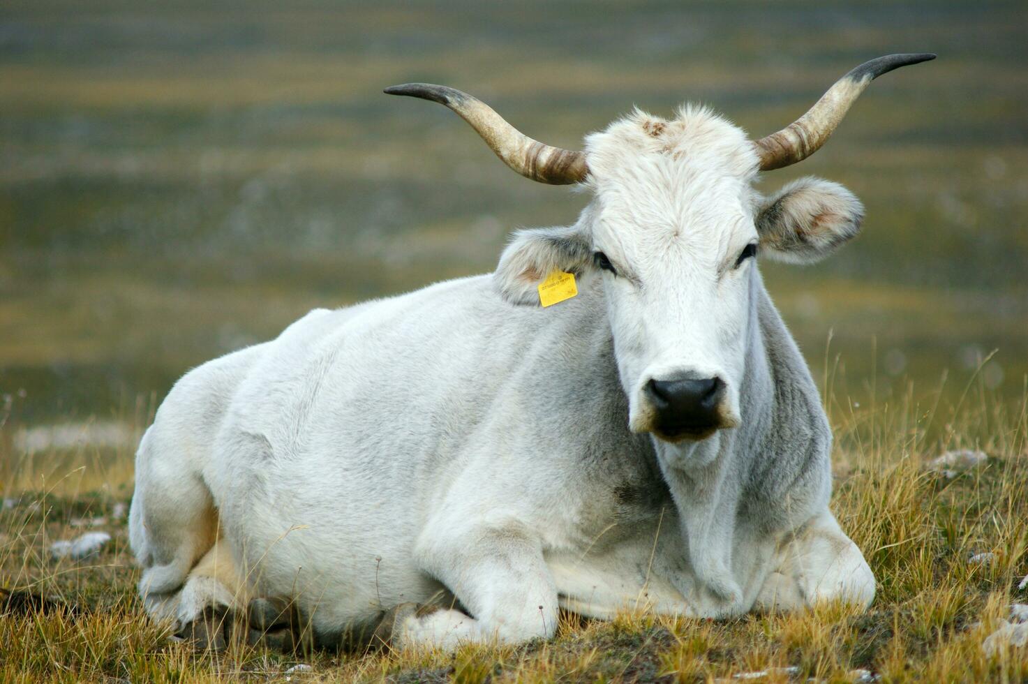 a white cow with horns laying in a field photo