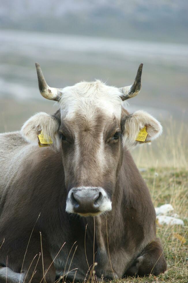 a white cow with horns laying in a field photo