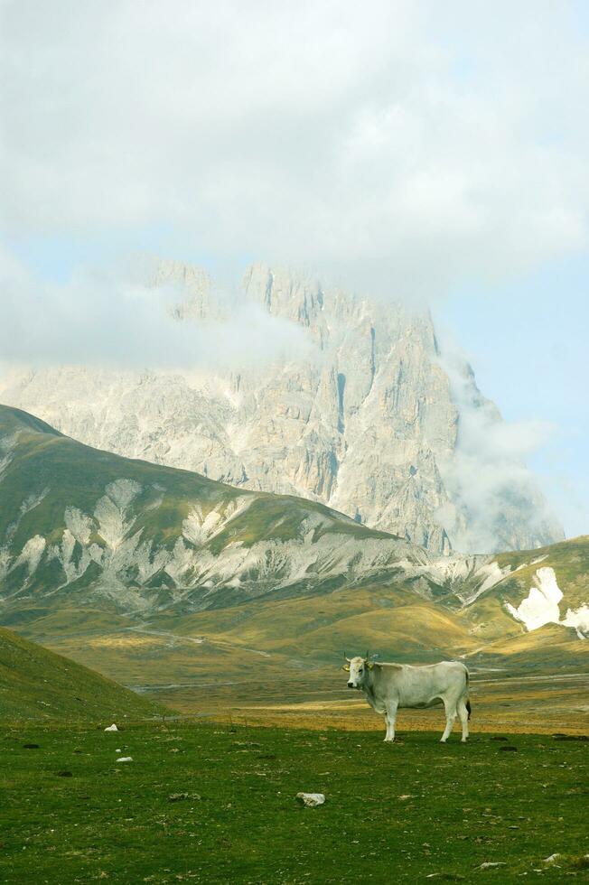 montaña paisaje pasto animales foto