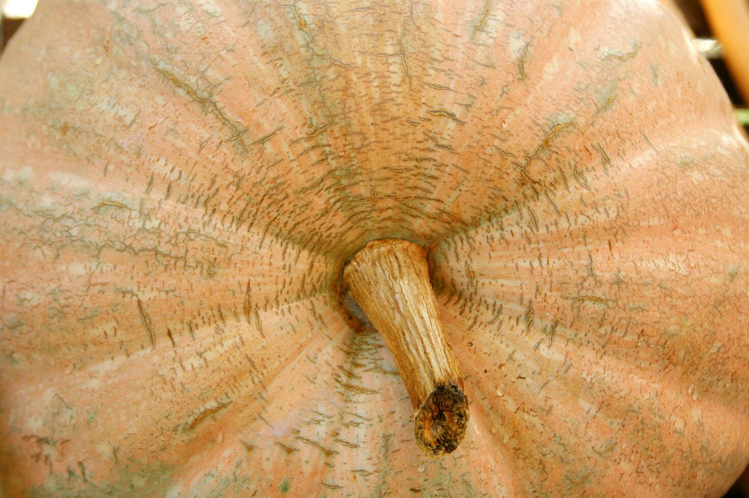 a close up of a pumpkin with a large orange center photo