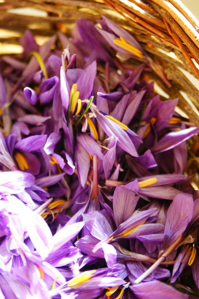 the saffron flower petal photo