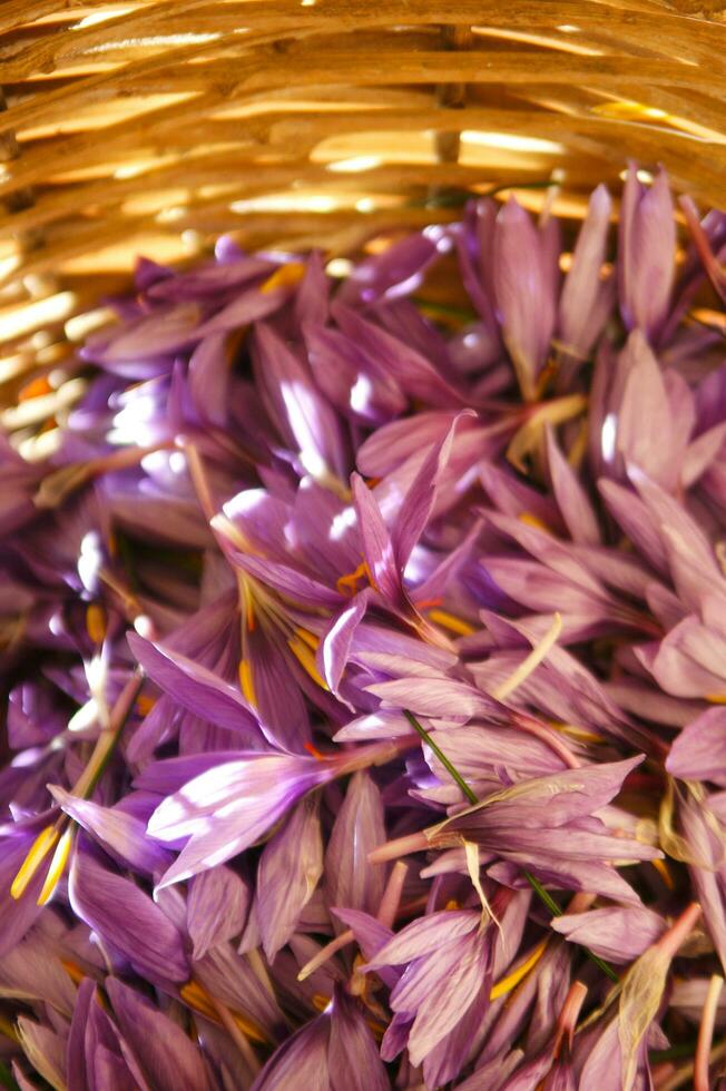 the saffron flower petal photo