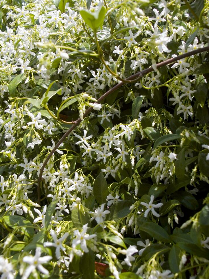 a bush with white flowers and green leaves photo