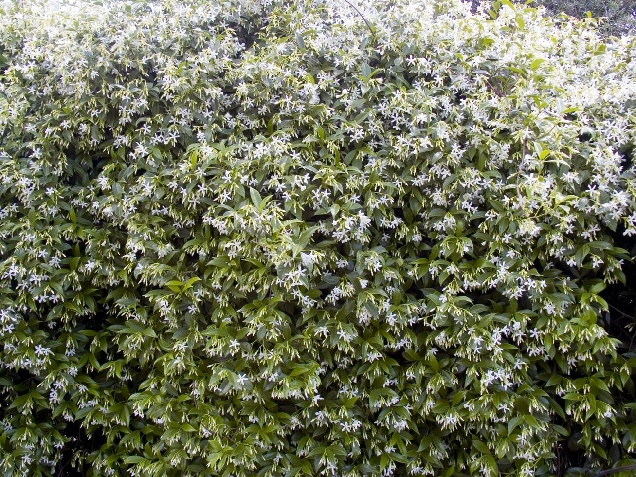 un arbusto con blanco flores y verde hojas foto