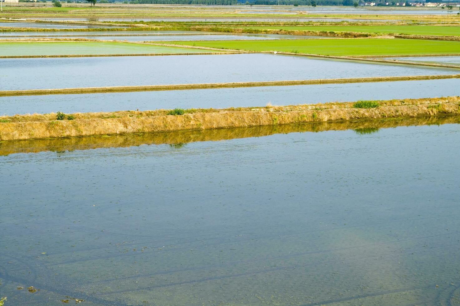 Rice fields in Vercelli Italy photo
