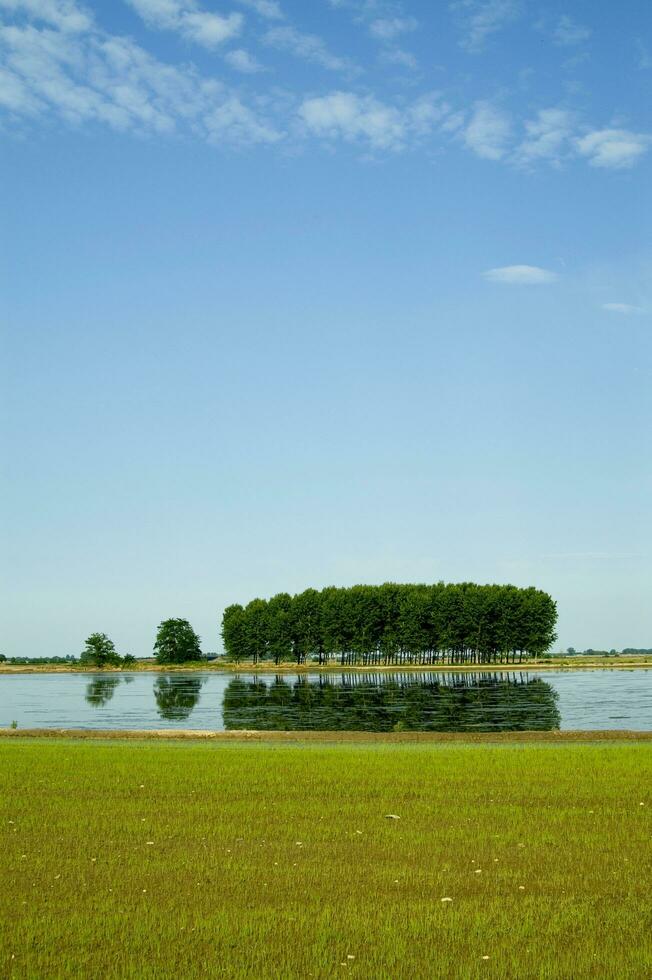 Rice fields in Vercelli Italy photo