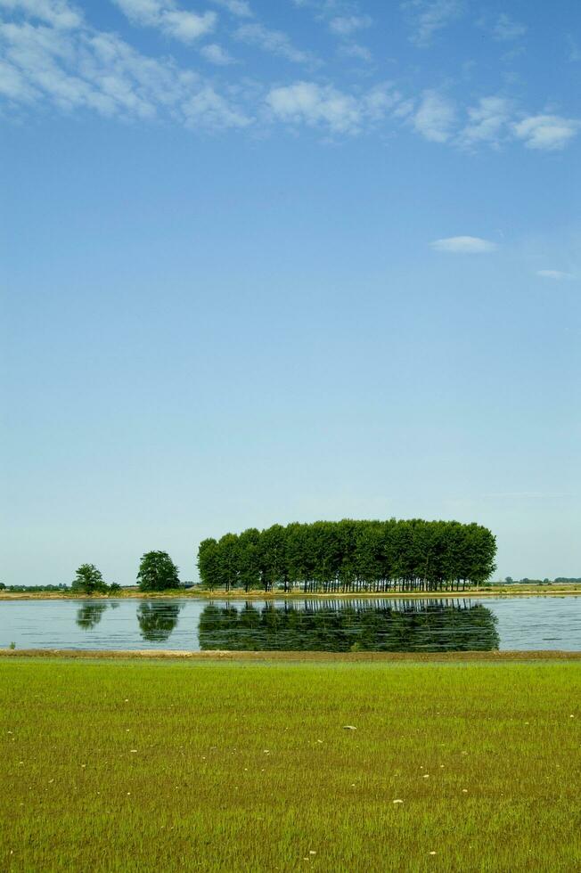 arroz campos en vercelli Italia foto