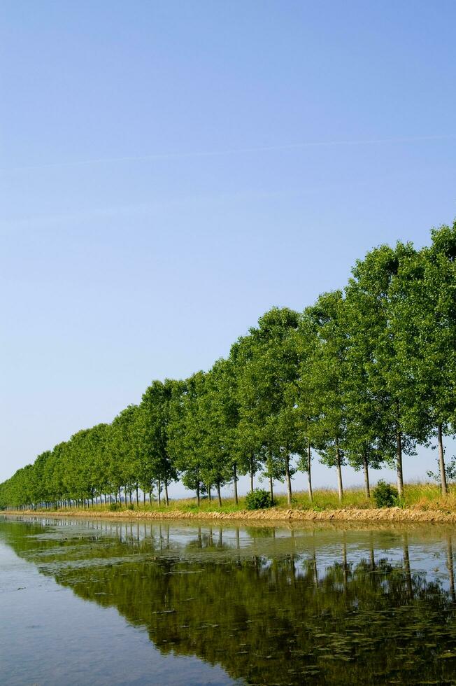 a row of trees photo