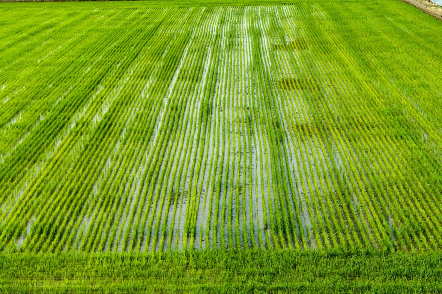 Rice fields in Vercelli Italy photo