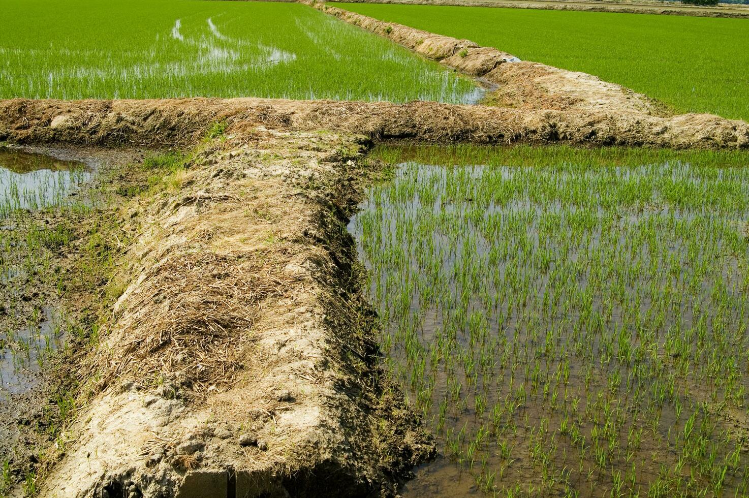 Rice fields in Vercelli Italy photo