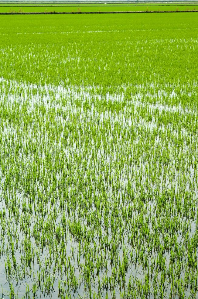 Rice fields in Vercelli Italy photo