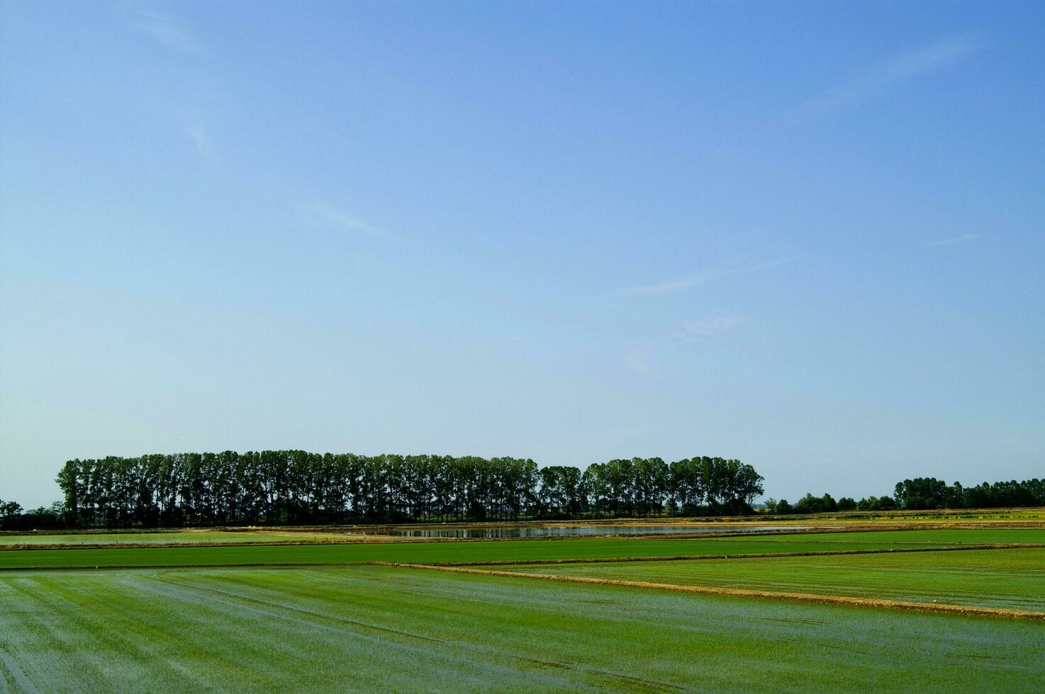 a row of trees photo