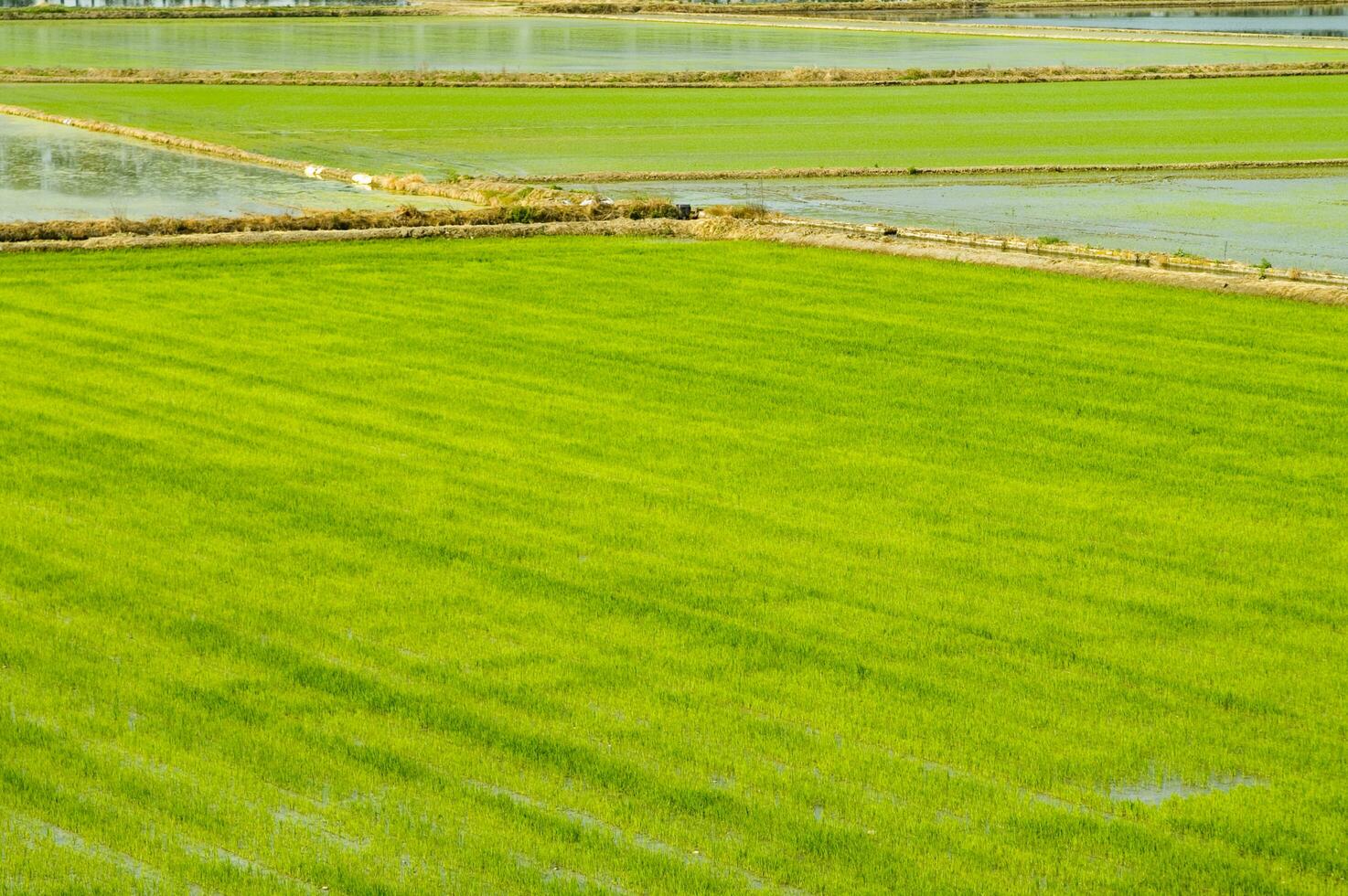 Rice fields in Vercelli Italy photo