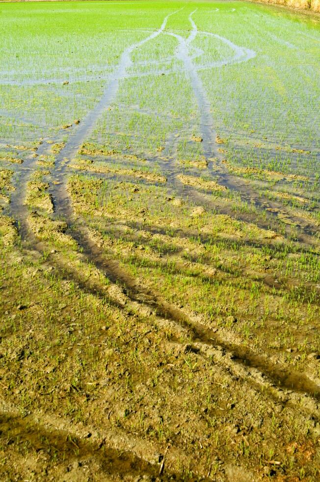 Rice fields in Vercelli Italy photo