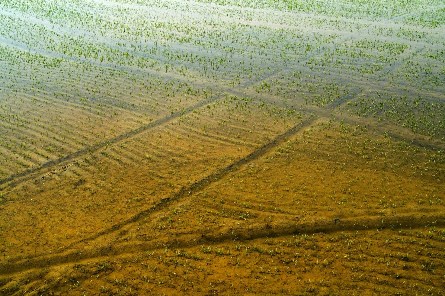 Rice fields in Vercelli Italy photo