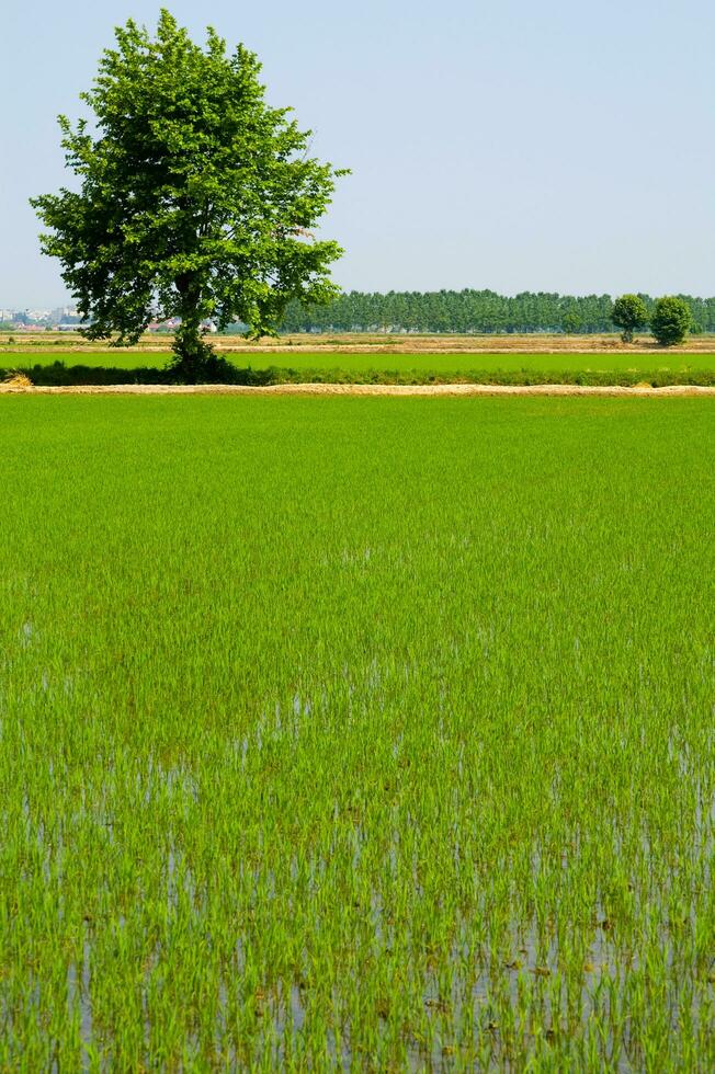 a field with water and grass in the middle photo