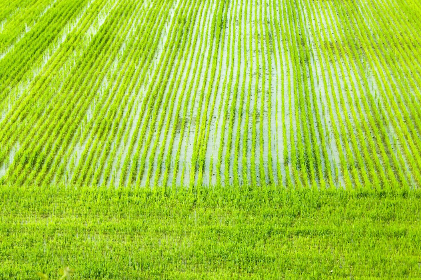 Rice fields in Vercelli Italy photo