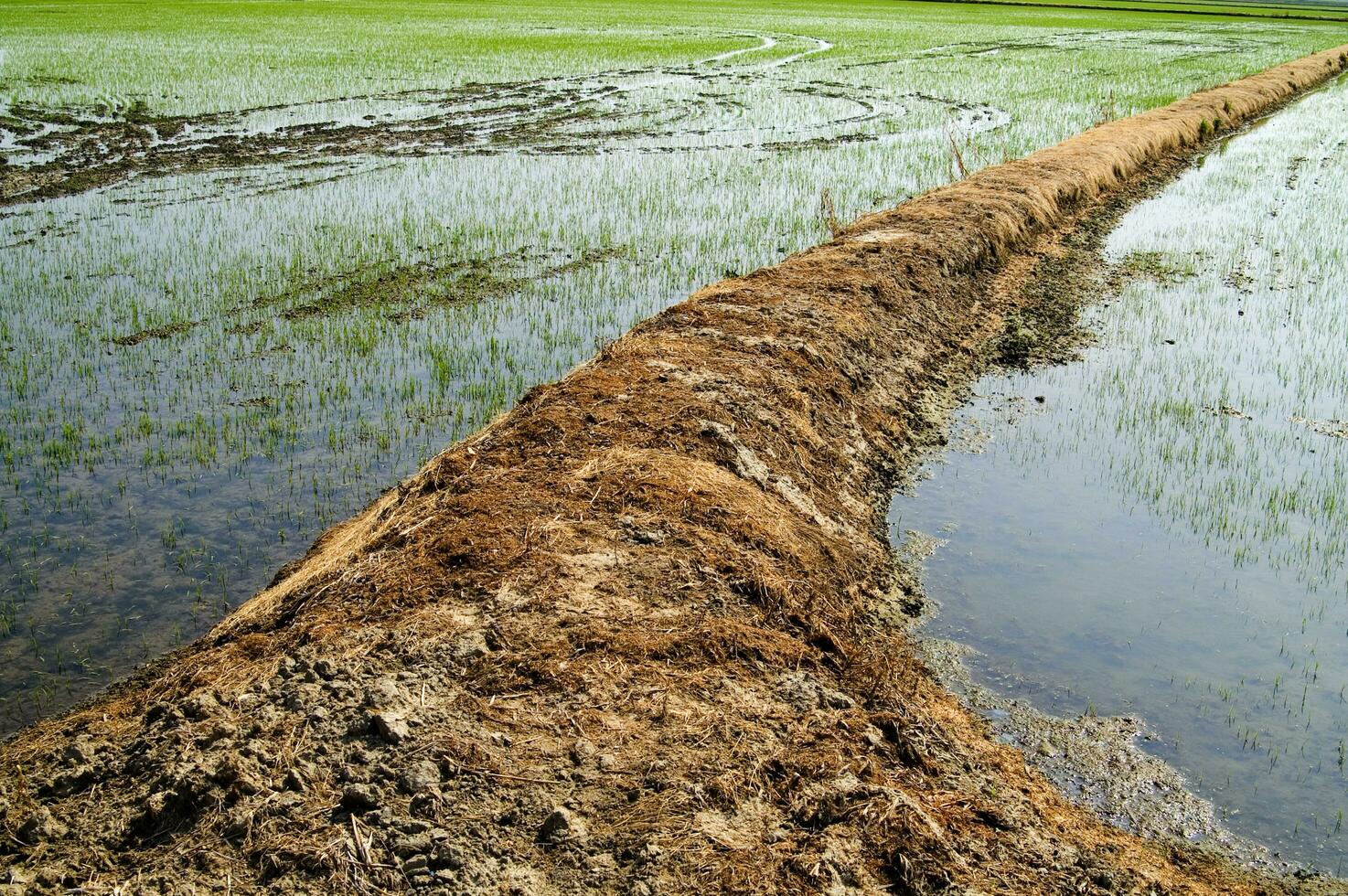 Rice fields in Vercelli Italy photo