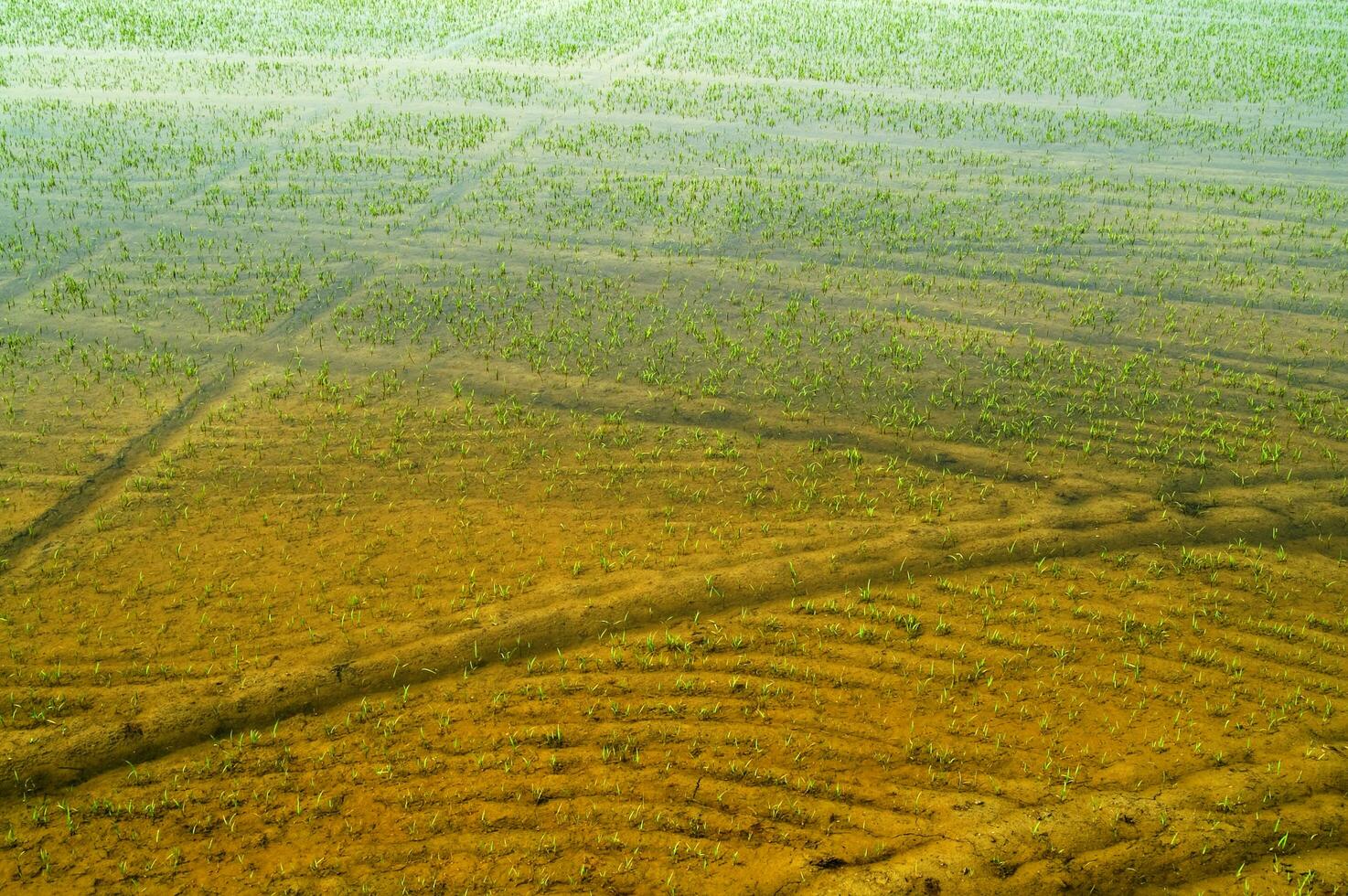 Rice fields in Vercelli Italy photo
