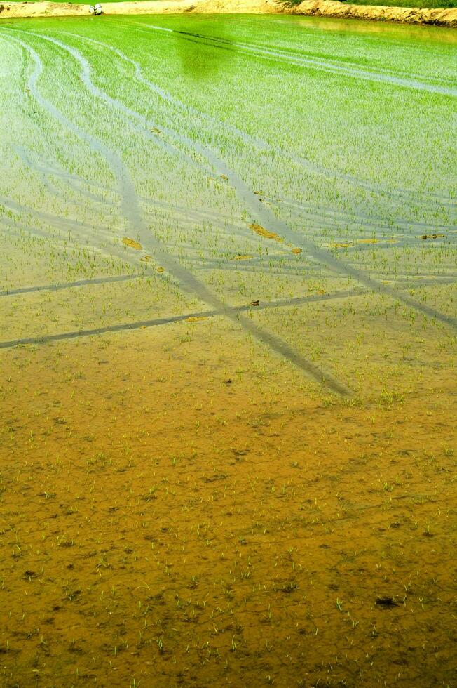 Rice fields in Vercelli Italy photo