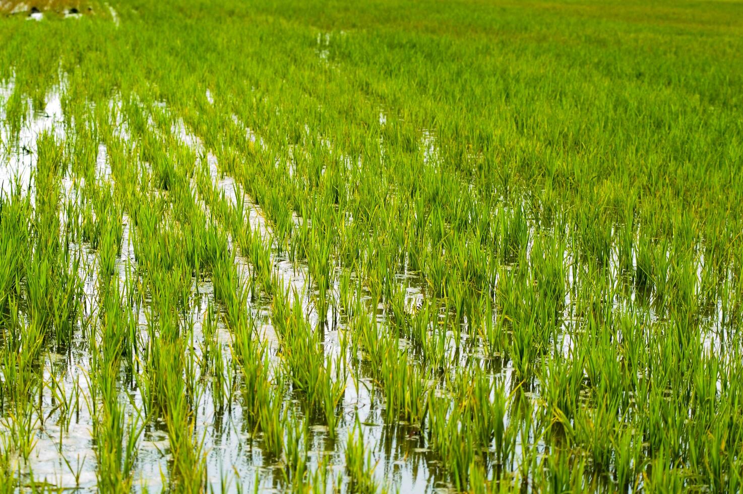 Rice fields in Vercelli Italy photo