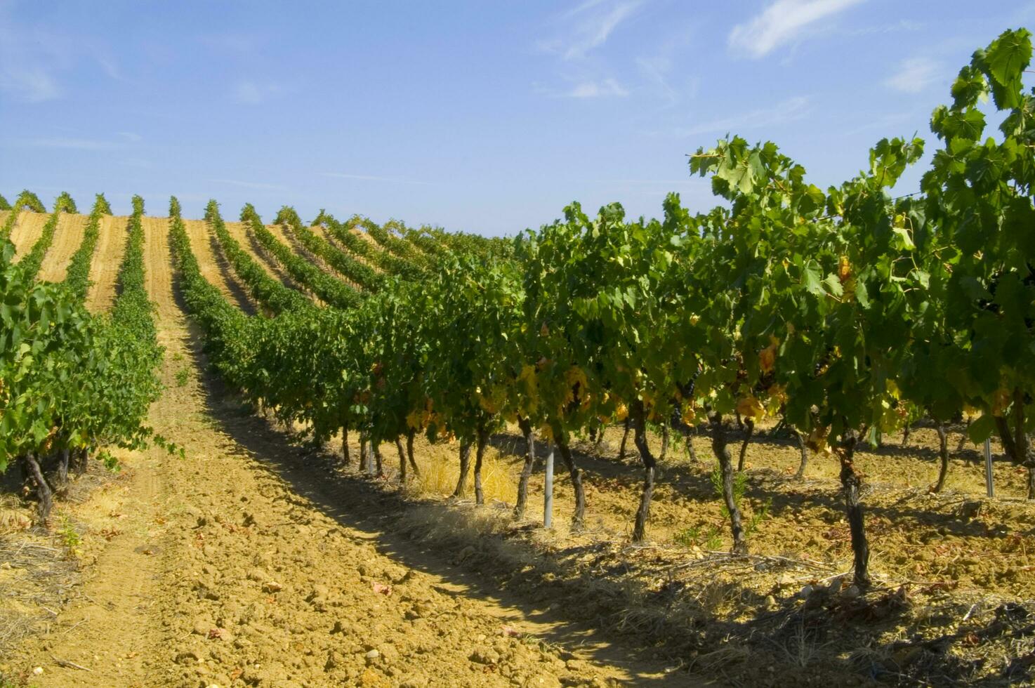 Large vineyard in the summer season photo