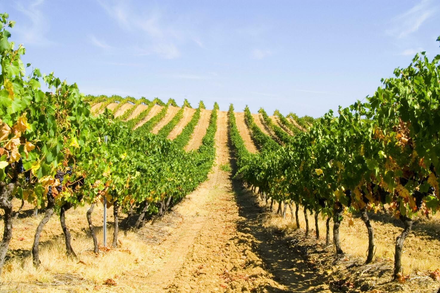 Large vineyard in the summer season photo