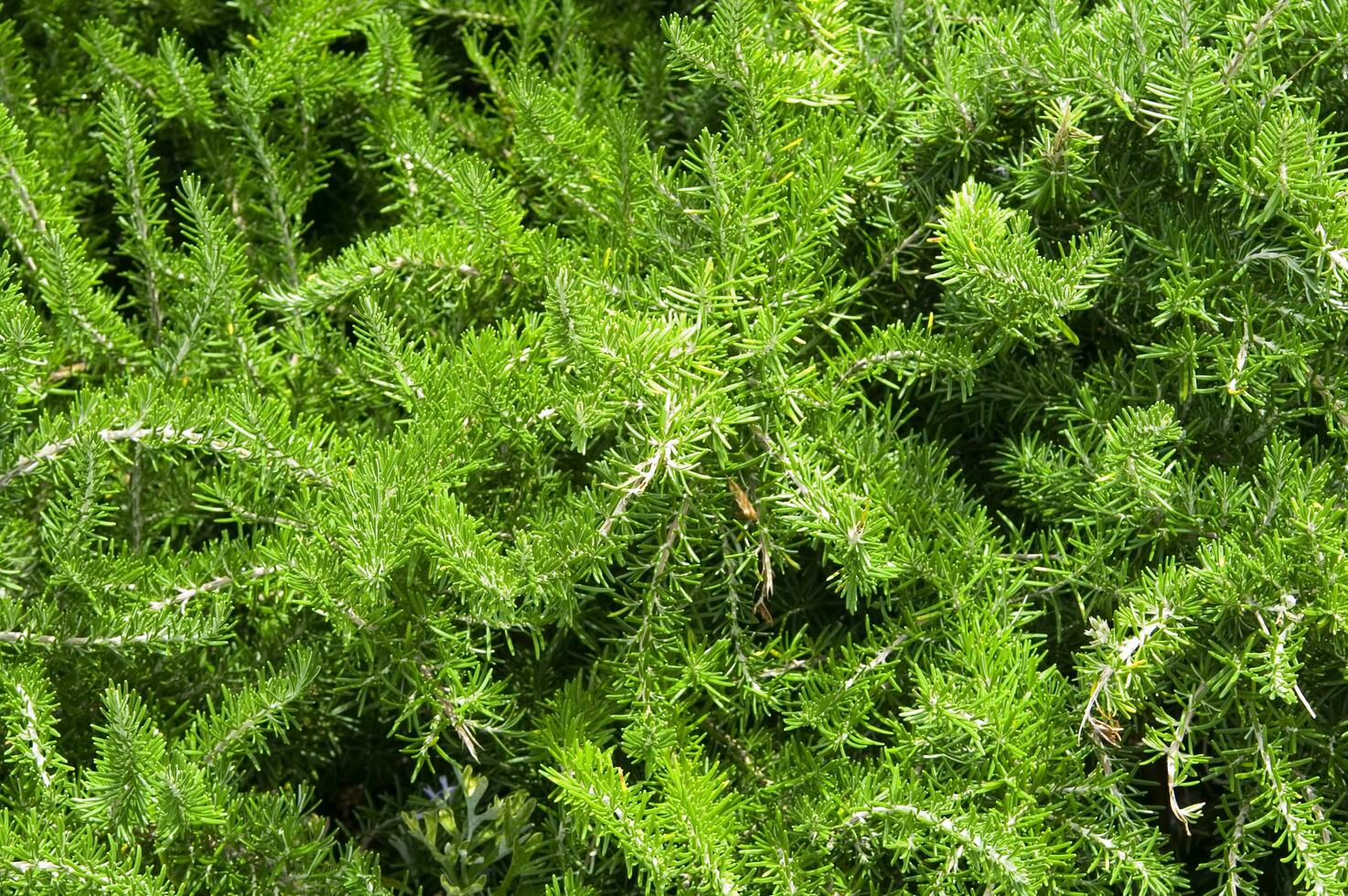 a close up of a bush with green leaves photo