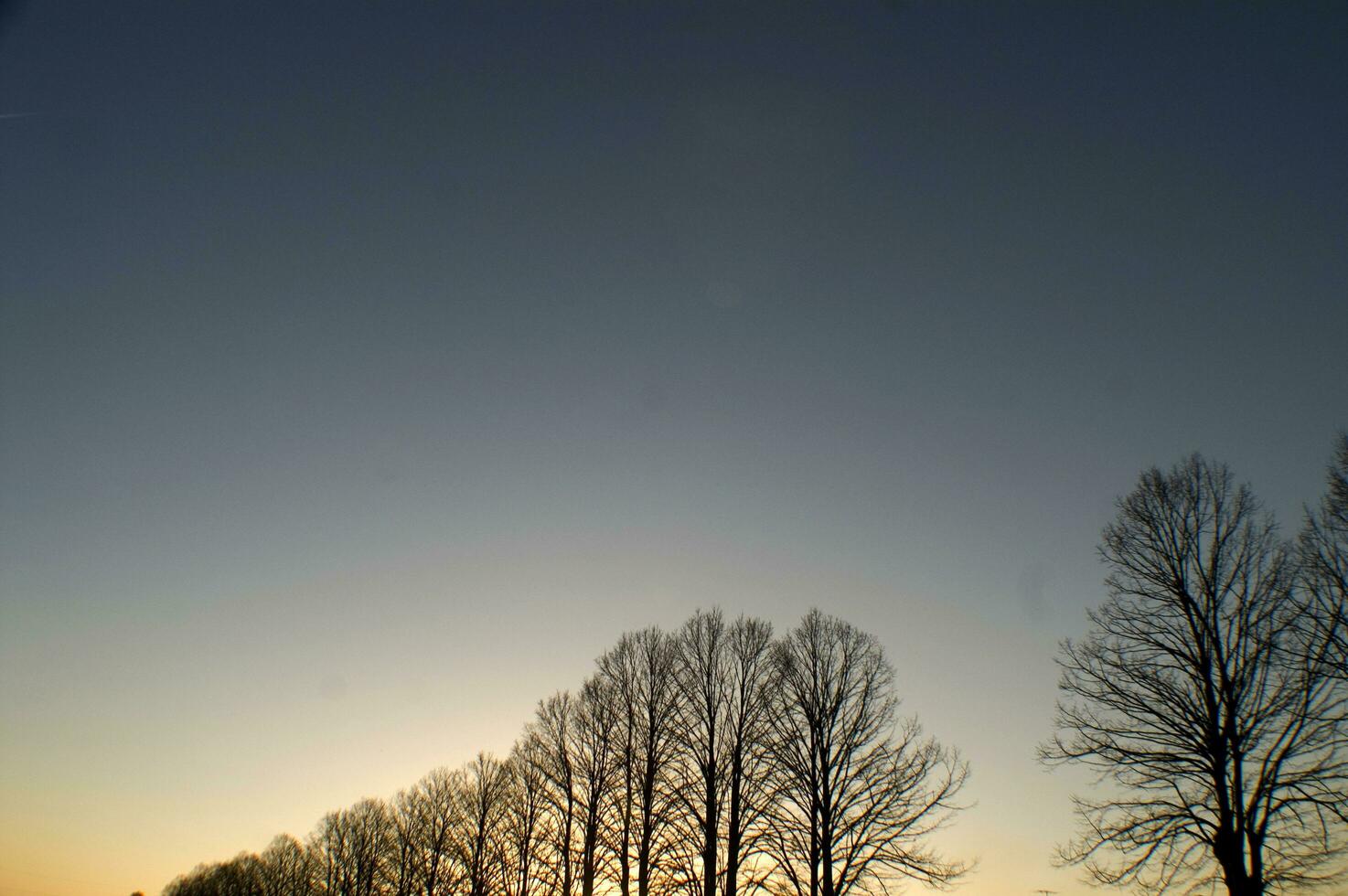 a line of trees photo