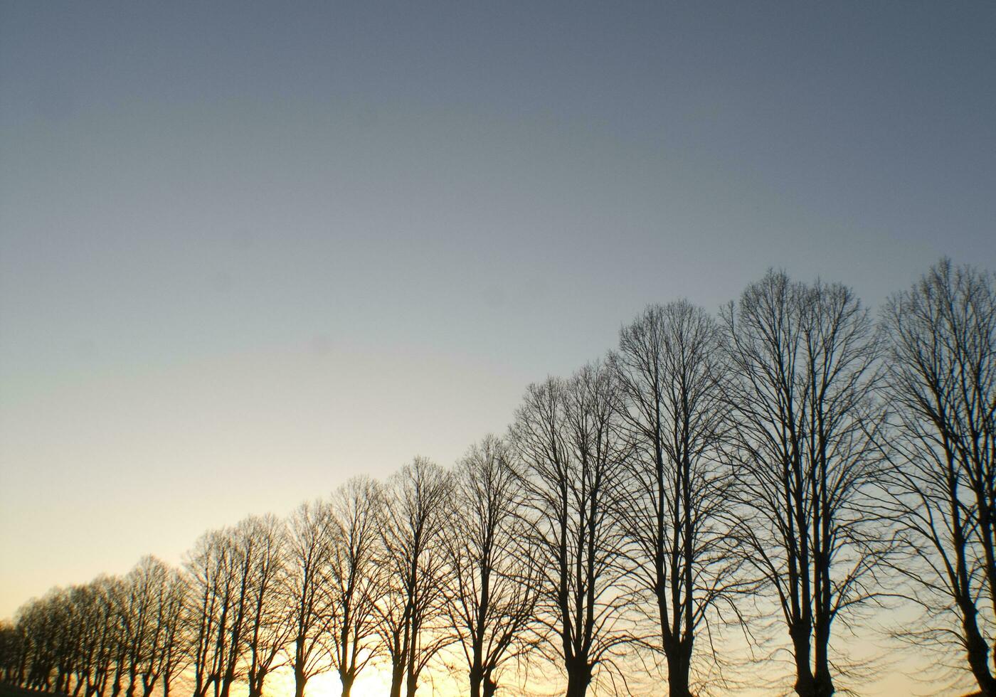 a line of trees photo
