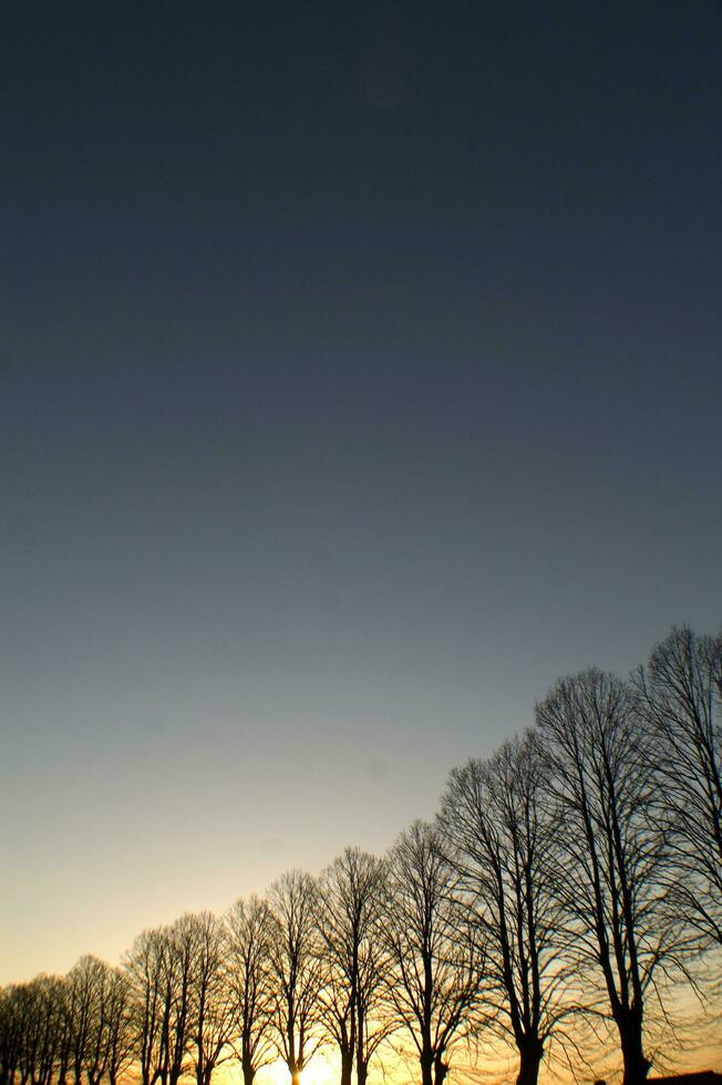 a line of trees photo
