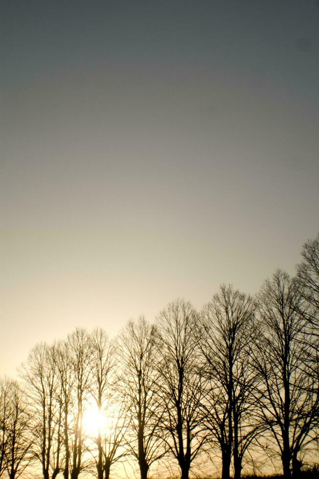 a line of trees photo