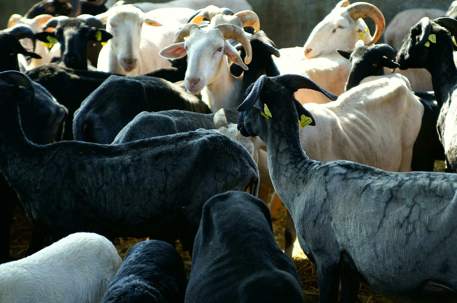 a herd of sheep standing in a field photo