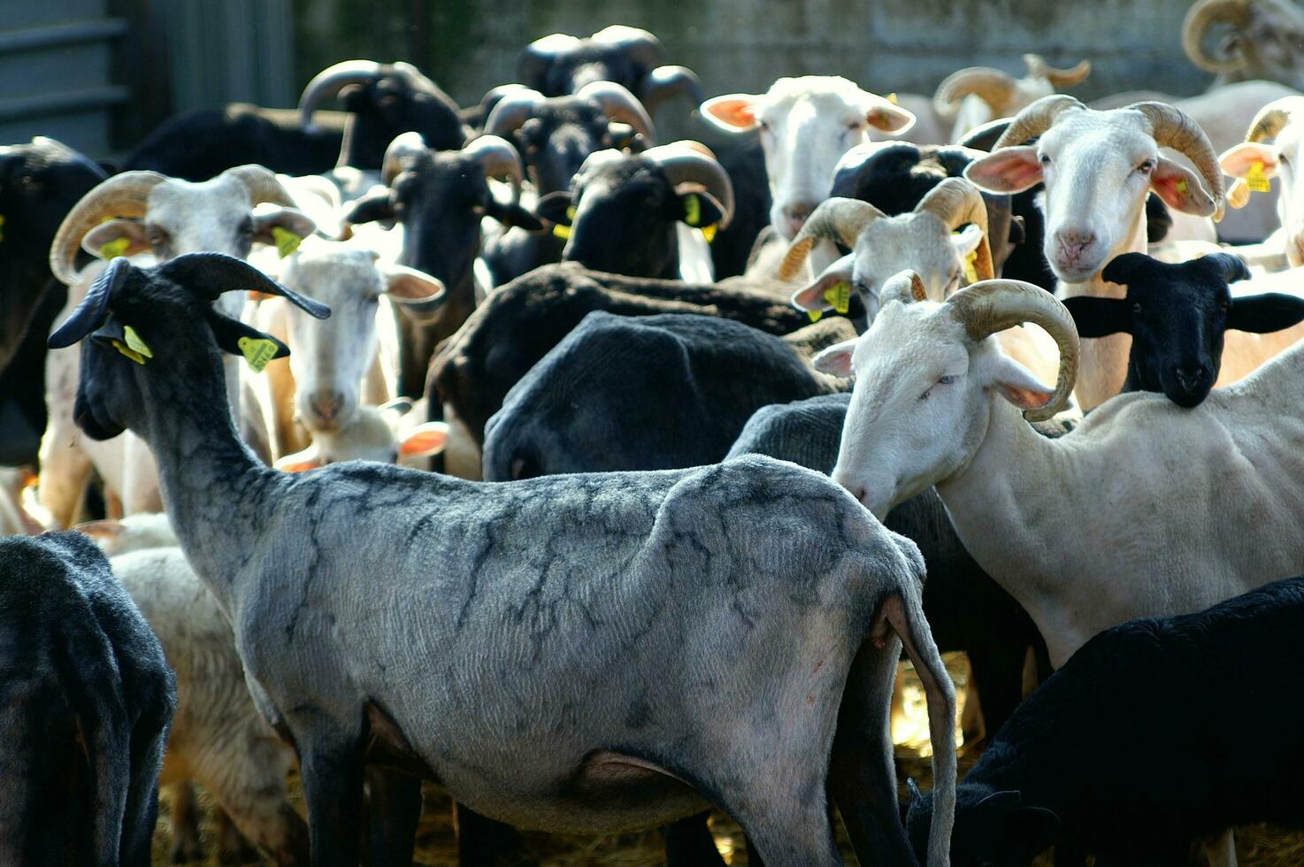 un manada de oveja en pie en un campo foto